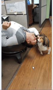 dog-friendly office