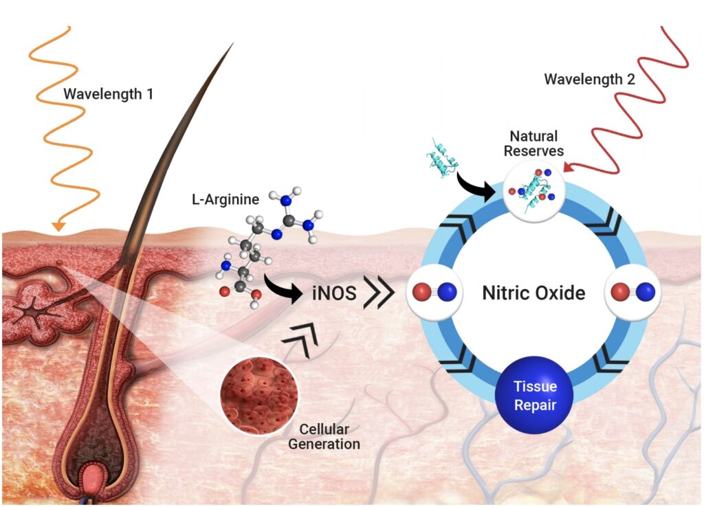 Light_Induced_Nitric_Oxide