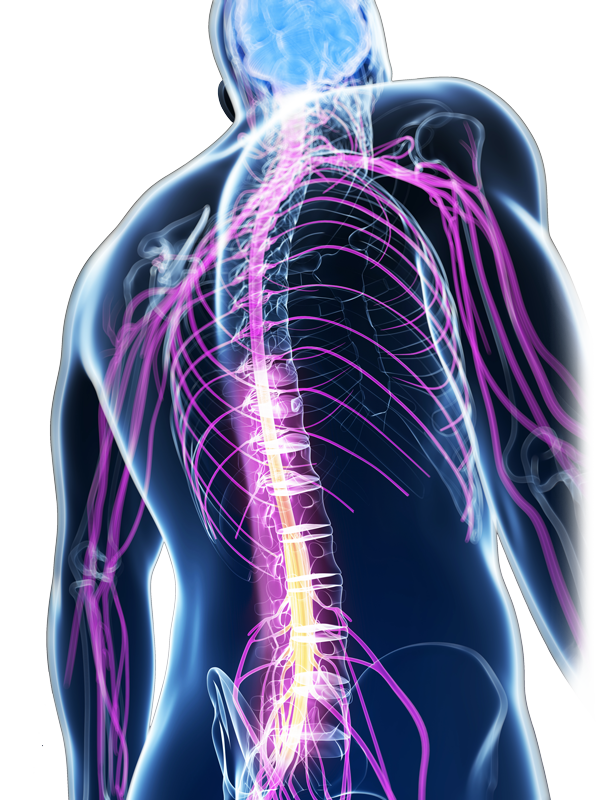 Spinal brain. Нервная система. Нервная система человека фото. Заболевания спины. Спинной мозг 3д модель.