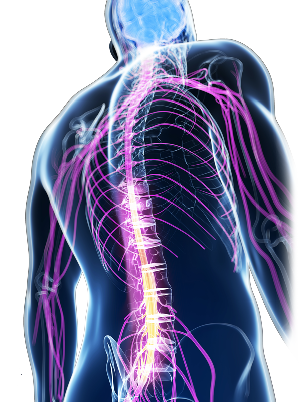 Spinal brain